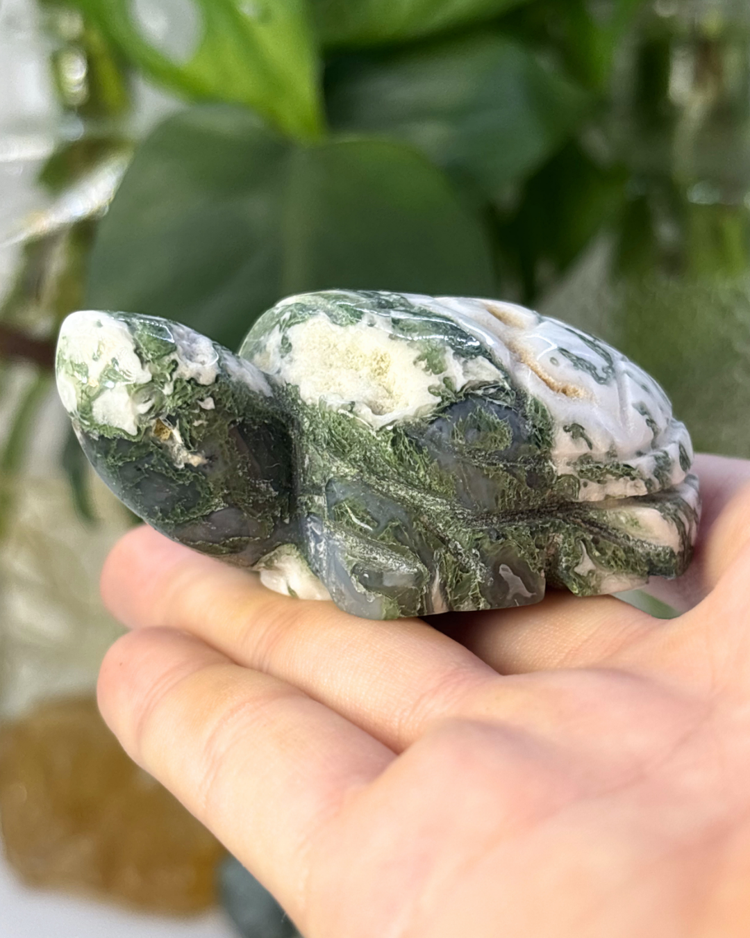 Druzy Tree Agate Turtle Carving