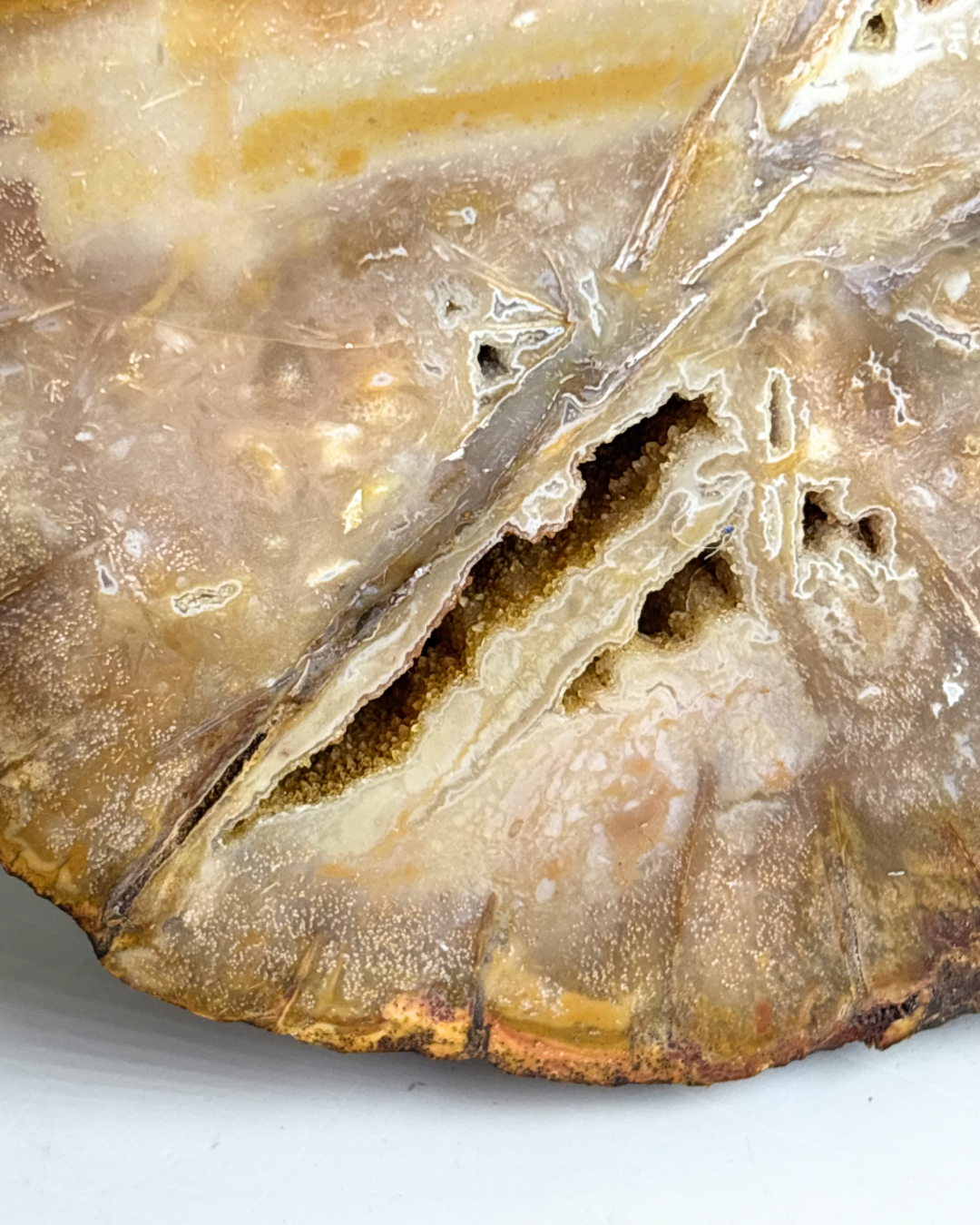 Druzy Petrified Wood Slab