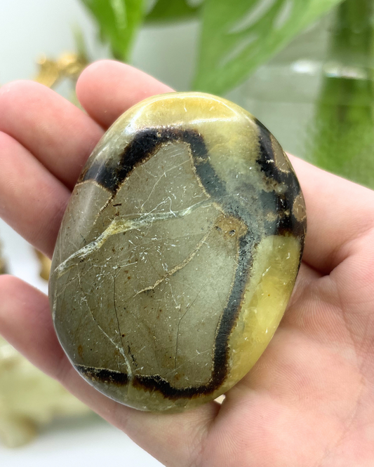 Septarian Palm Stone 1