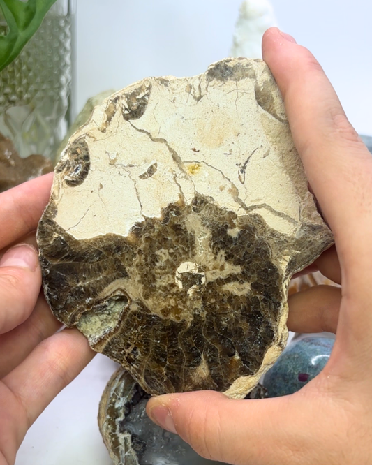 Large Ammonite Fossil