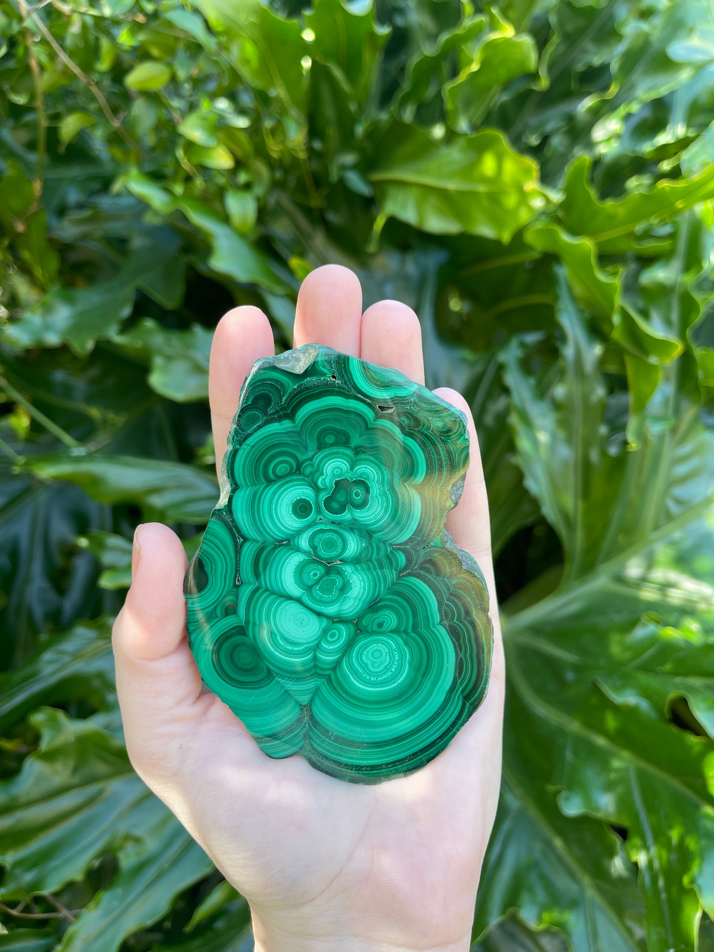 Malachite Large Polished Slices