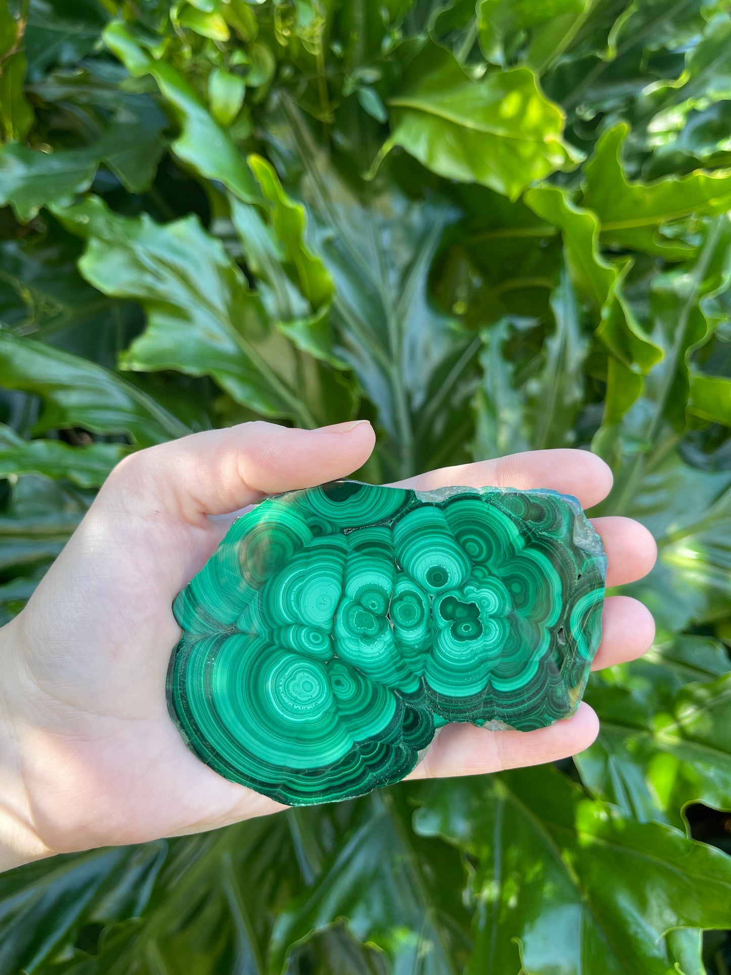 Malachite Large Polished Slices