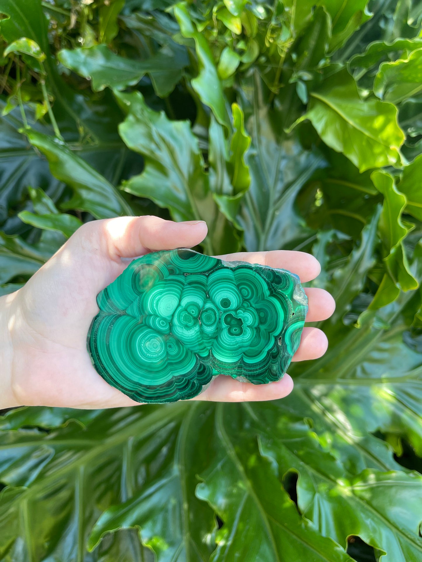 Malachite Large Polished Slices