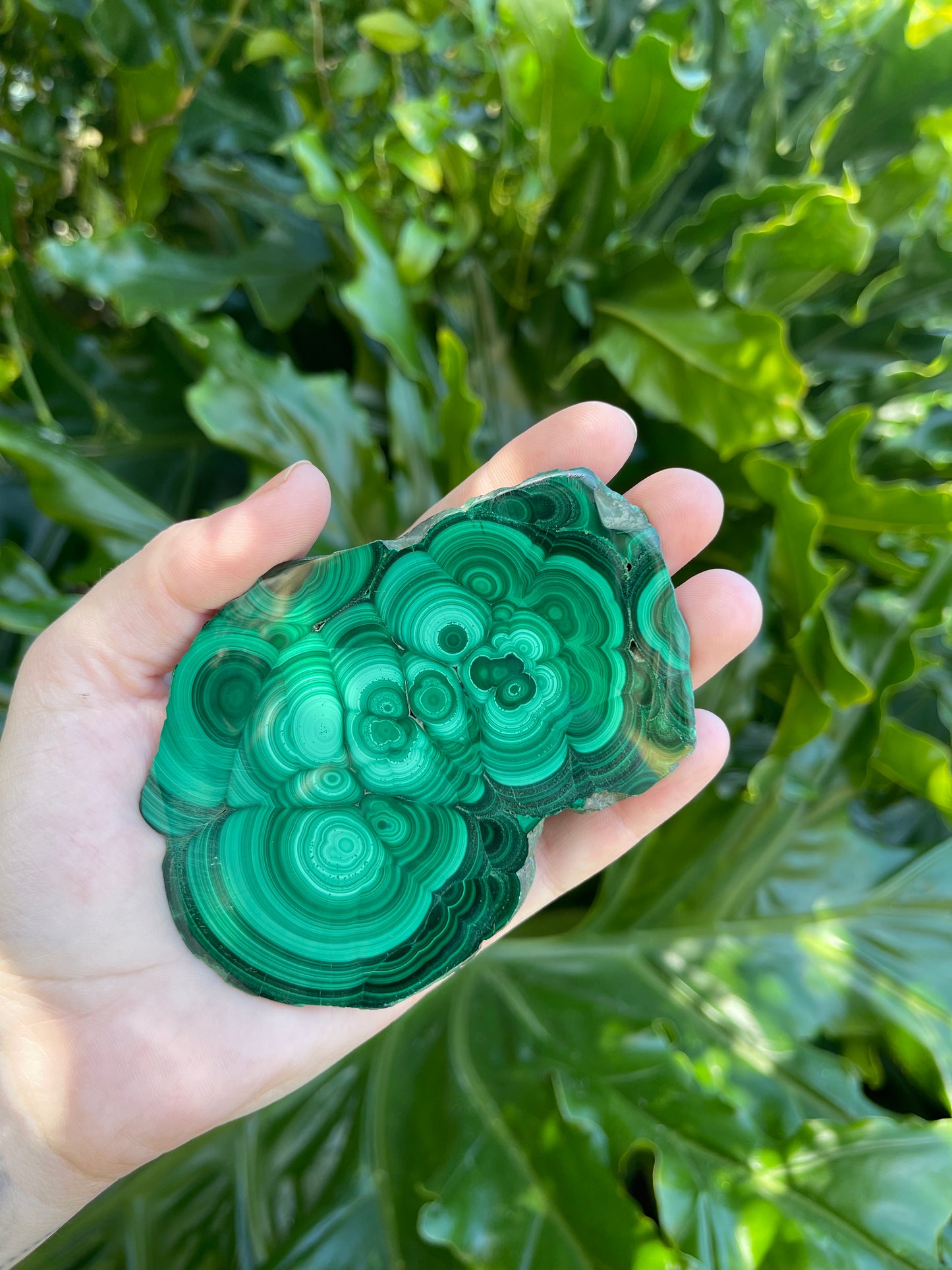 Malachite Large Polished Slices