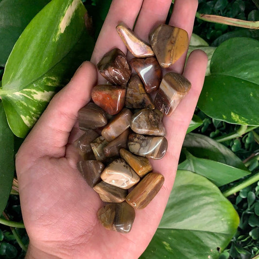 The Guide Crystals tumble Petrified Wood Tumbled Stone